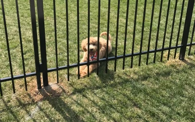 Why Aluminum Fences Are a Great Choice for Pet Owners